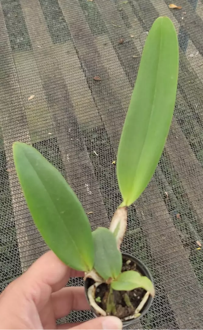 Imagem Segundaria do Produto